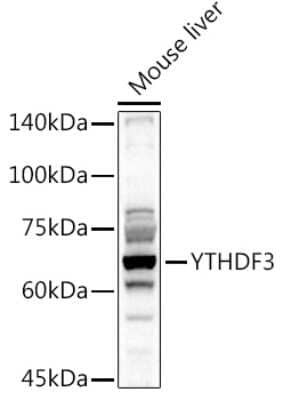 Western Blot: YTHDF3 Antibody [NBP2-94636] - Western blot analysis of extracts of Mouse liver, using YTHDF3 antibody (NBP2-94636) at 1:1000 dilution. Secondary antibody: HRP Goat Anti-Rabbit IgG (H+L) at 1:10000 dilution. Lysates/proteins: 25ug per lane. Blocking buffer: 3% nonfat dry milk in TBST. Detection: ECL Basic Kit. Exposure time: 90s.